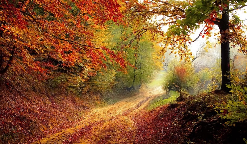 Whispering Woods